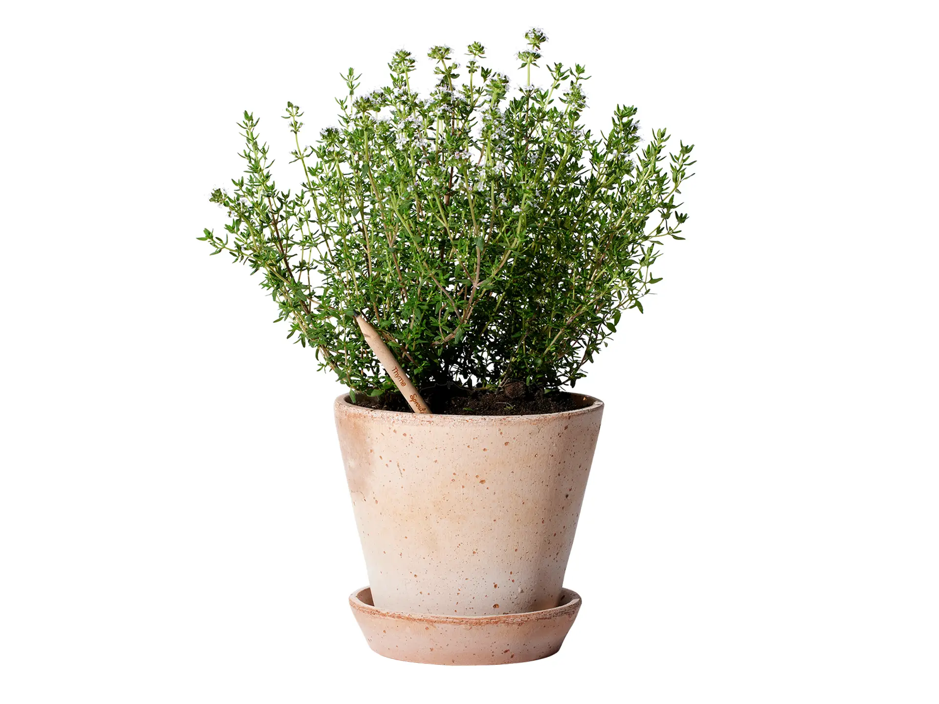 Sprout® Bleistift Thyme