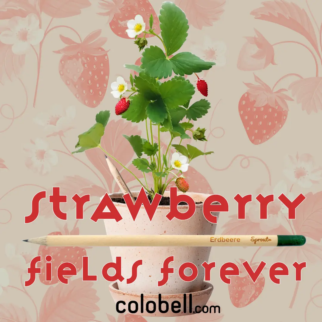 strawberry strawberry