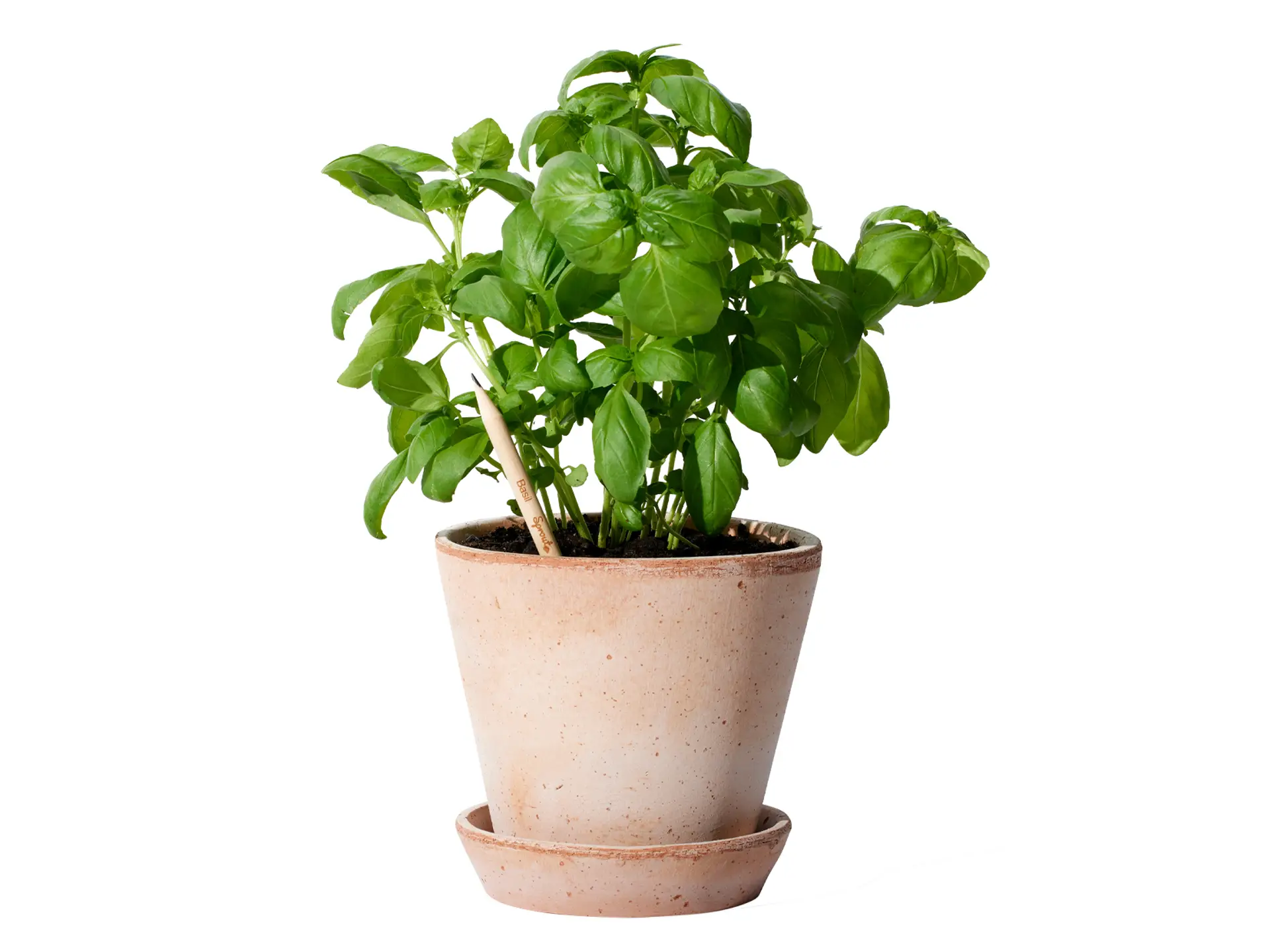 Sprout® pencil Basil
