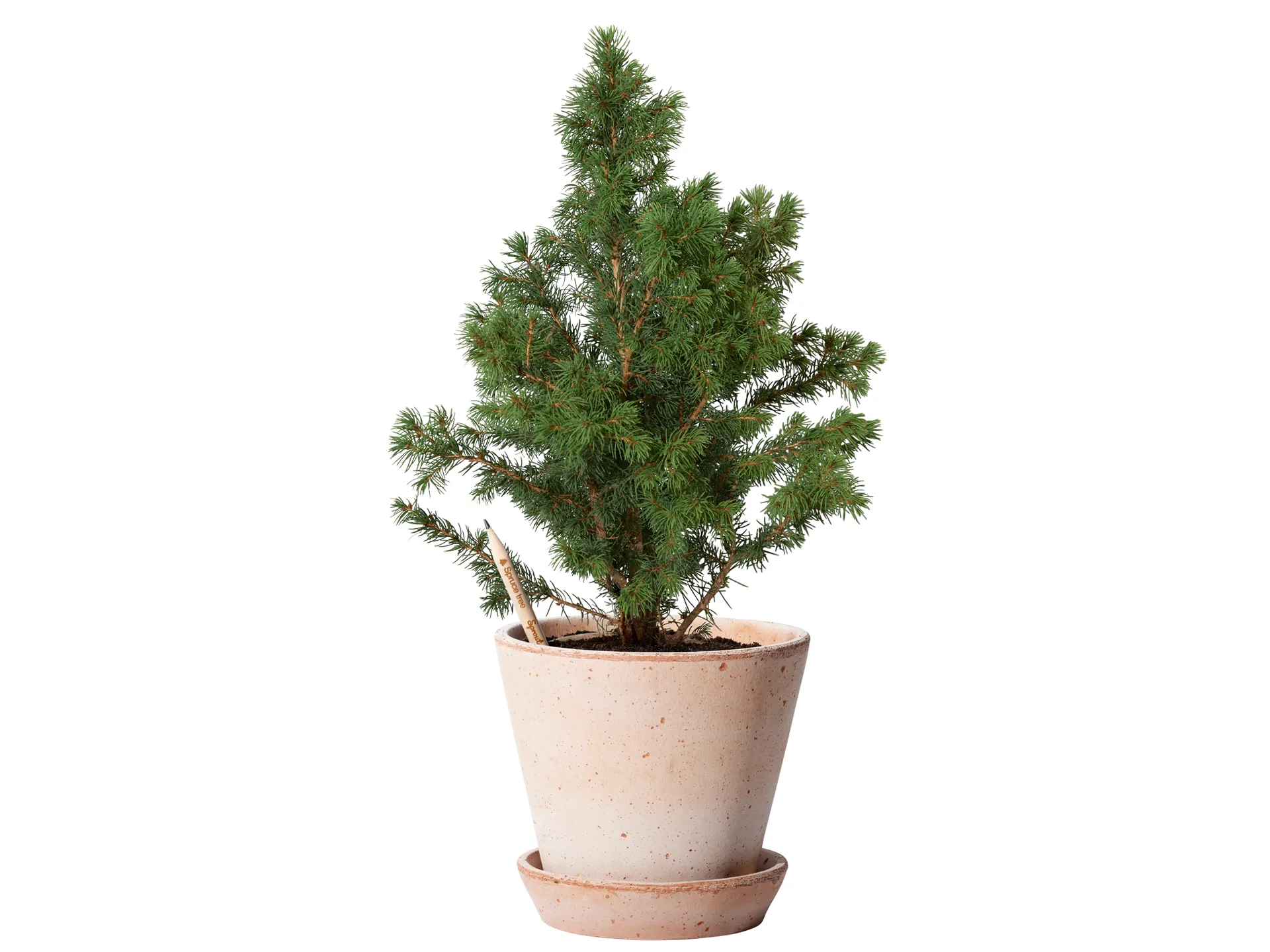 Sprout® pencil Spruce tree