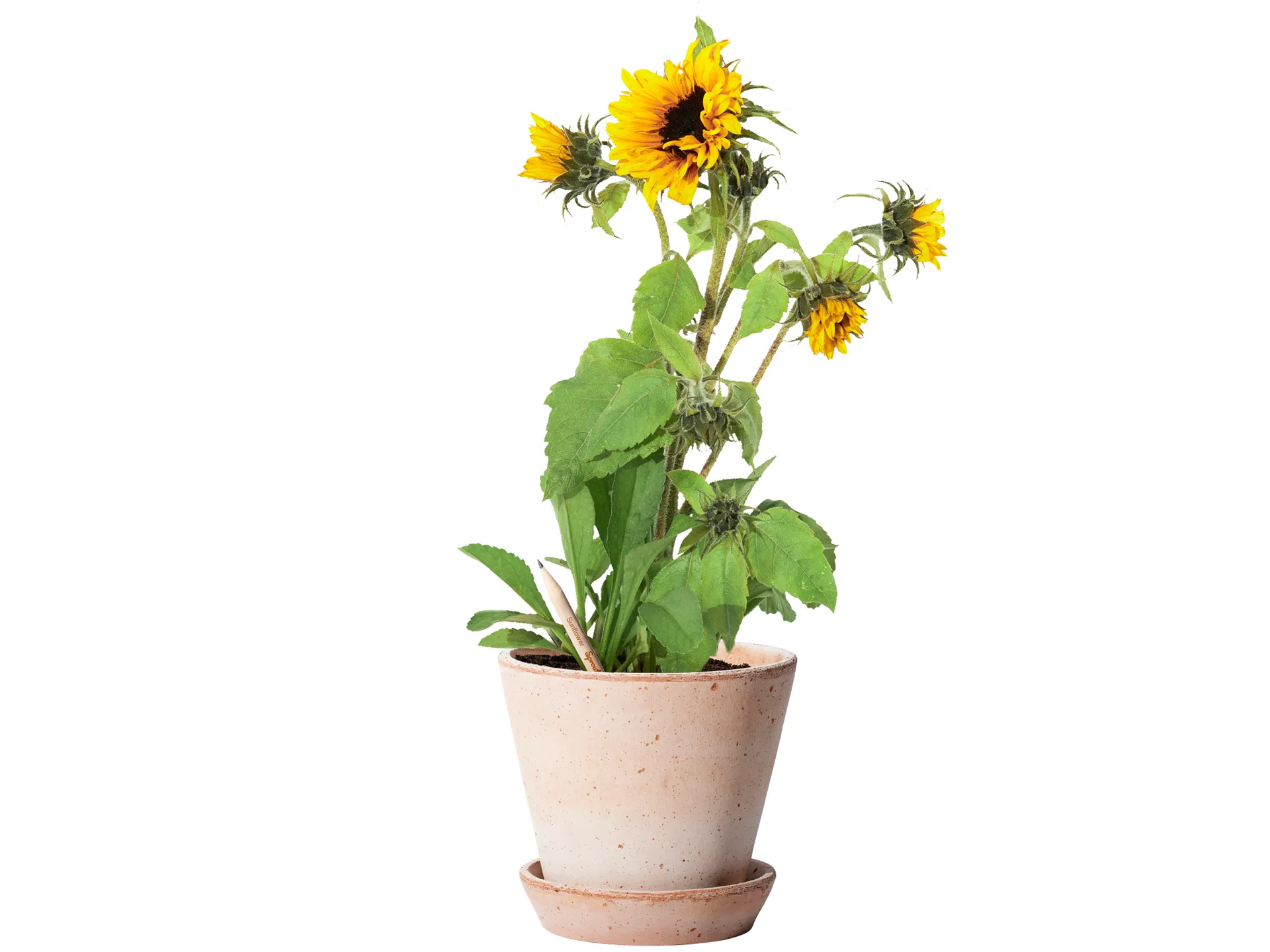Sprout® pencil Sunflower