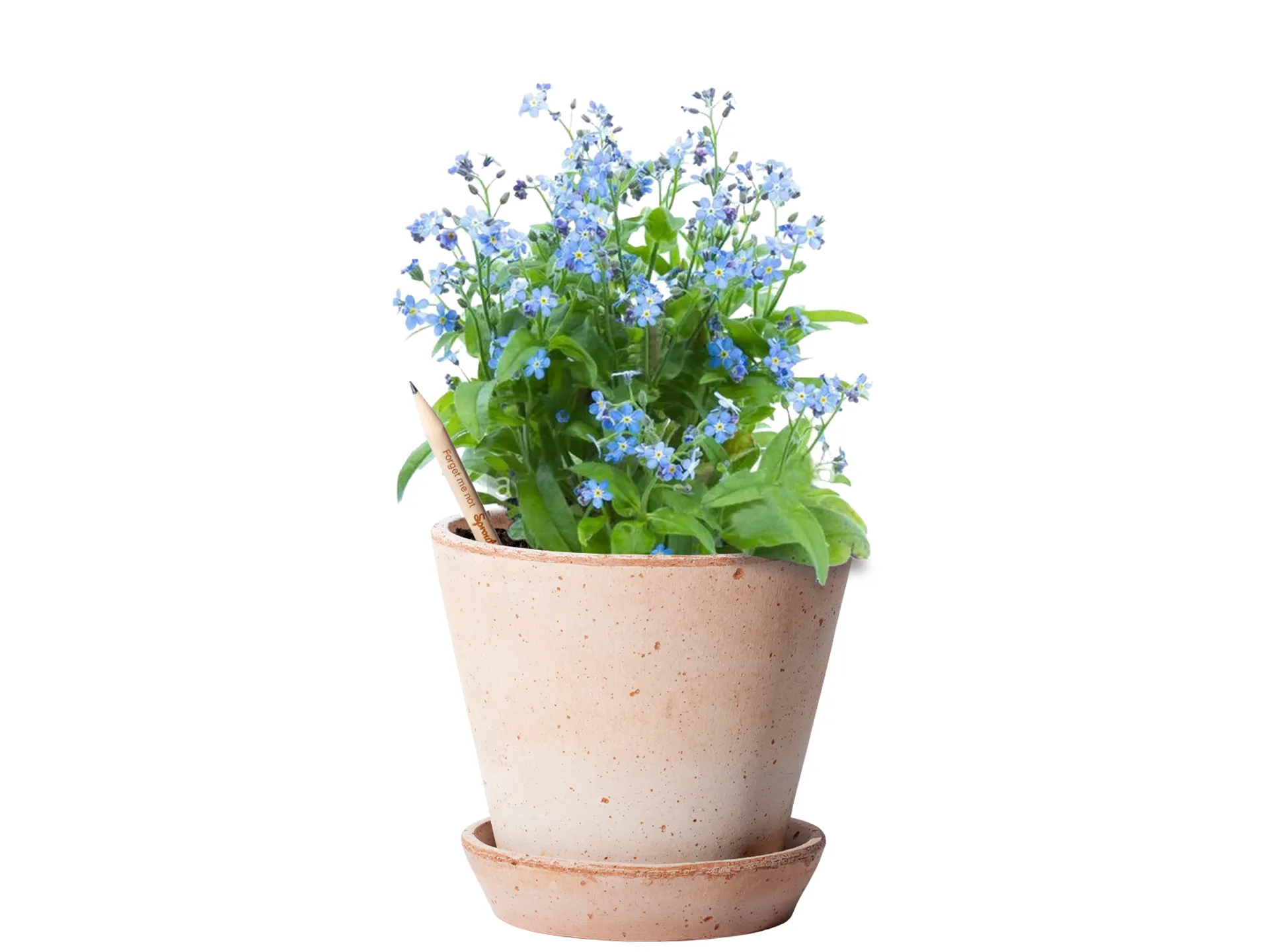 Sprout® pencil Forget me not